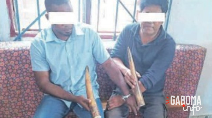 Mouila&nbsp;: Un Philippin et un Gabonais appréhendés pour trafic de pointes d’ivoire