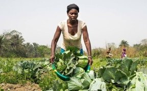 L’ONU plaide pour l’accès des femmes à l’égalité dans les systèmes agroalimentaires
