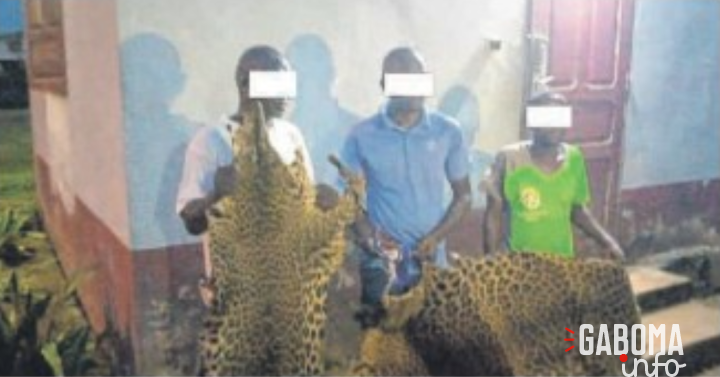 Mouila&nbsp;: 2 Maliens et un Gabonais saisis avec 20 dents et deux peaux de panthères