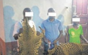 Mouila&nbsp;: 2 Maliens et un Gabonais saisis avec 20 dents et deux peaux de panthères