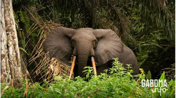 Le Gabon adopte une loi en faveur de la lutte contre les changements climatiques