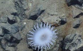 Les fonds marins ne doivent pas devenir le «&nbsp;Far West&nbsp;» de l’exploitation des minéraux rares, avertit l’ONU